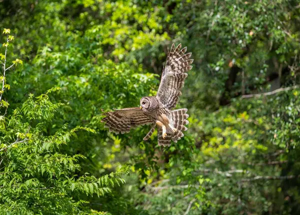 Gufo Bruno Che Vola Contro Alberi Verdi Lussureggianti — Foto Stock