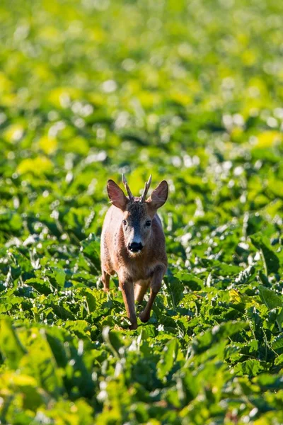 A vertical shot of a cute deer in a beautiful field