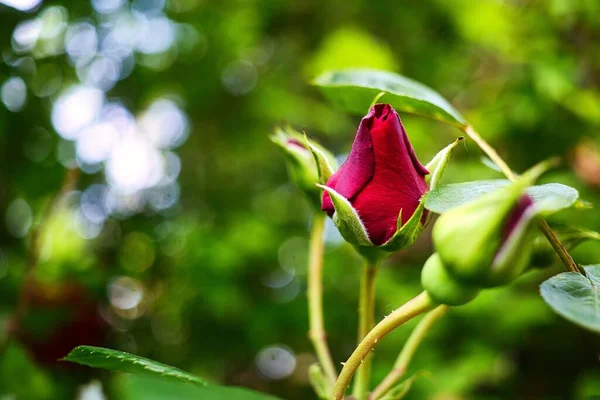 Uma Foto Close Botões Rosa Chá Híbrido Jardim — Fotografia de Stock