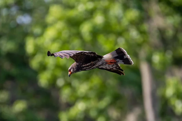 Falcon Flying Green Trees — Stock Photo, Image