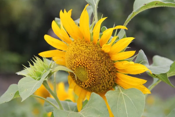 Înflorire Plante Floarea Soarelui Grădină — Fotografie, imagine de stoc