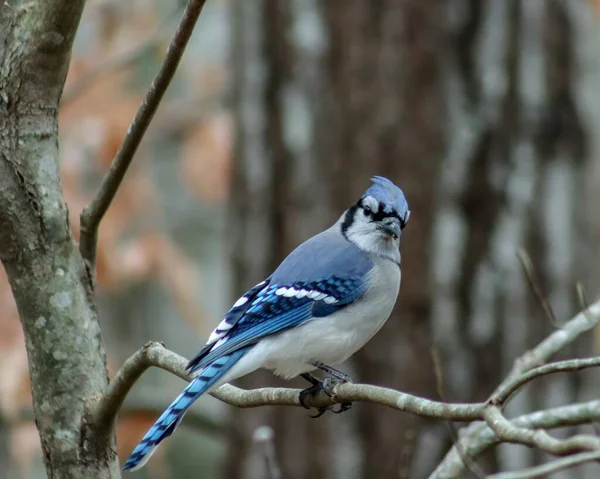 Gros Plan Geai Bleu Perché Sur Une Branche Arbre Bois — Photo