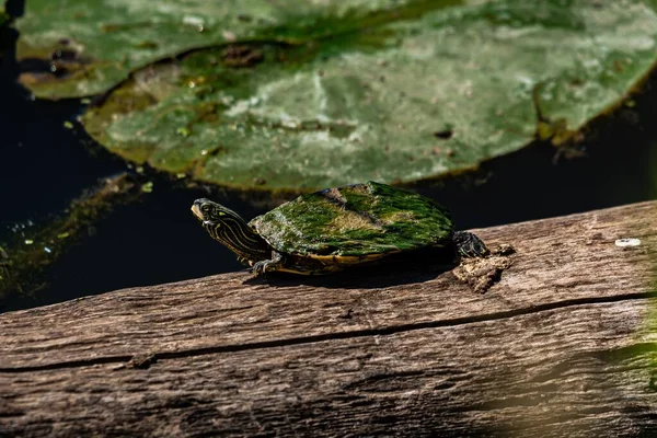 Een Noordelijke Kaart Schildpad Van Hout Logboek Lake Ontario Canada — Stockfoto