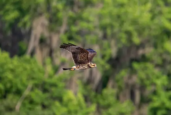 Black Kite Flying Green Trees — Stock Photo, Image