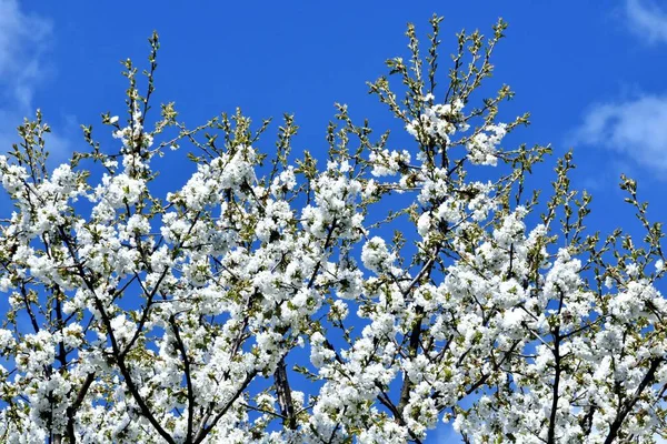Piękne Ujęcie Kwitnącego Wiśniowego Drzewa Błękitnym Tle Nieba — Zdjęcie stockowe