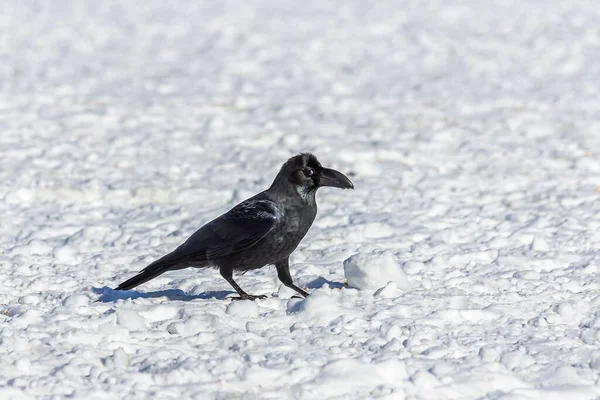 Ворона Сидящая Снегу Лугу — стоковое фото