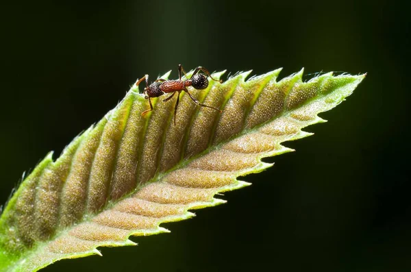 緑と茶色の熱帯の葉のアリ — ストック写真