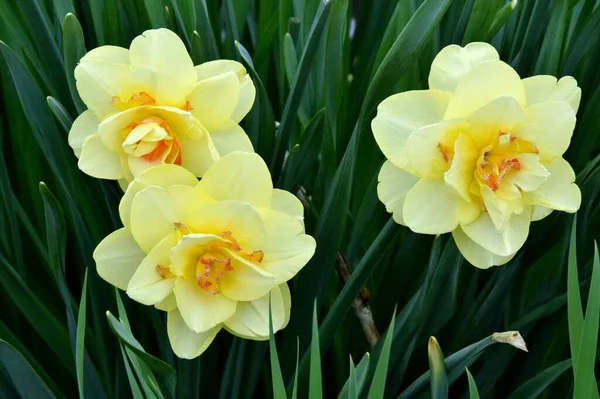 Eine Nahaufnahme Des Gelben Narcissus Pseudonarcissus Mit Grünen Blättern Hintergrund — Stockfoto