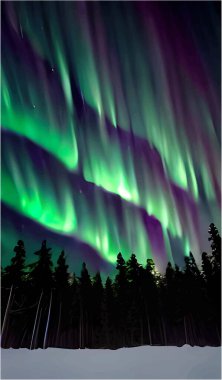 Ormanın üzerinde parlayan kuzey ışıkları.