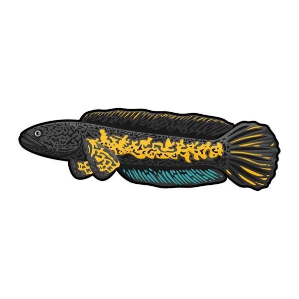 Красочная Рыба Чанна Белом Фоне — стоковый вектор