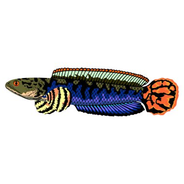 Beyaz arka planda izole edilmiş renkli bir Channa balığı.