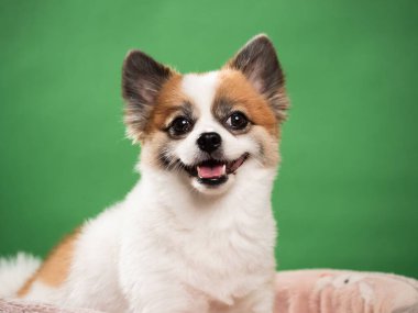 Pomeranian Spitz 'in sevimli pofuduk köpeğinin portresi. Yeşil arka planda yatan gülümseyen küçük bir köpek. Metin için alanı kopyala.