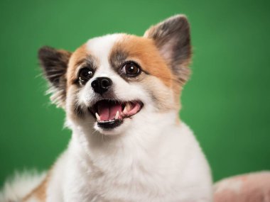 Pomeranian Spitz 'in sevimli pofuduk köpeğinin portresi. Yeşil arka planda yatan gülümseyen küçük bir köpek. Metin için alanı kopyala.