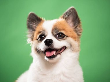Pomeranian Spitz 'in sevimli pofuduk köpeğinin portresi. Yeşil arka planda yatan gülümseyen küçük bir köpek. Metin için alanı kopyala.