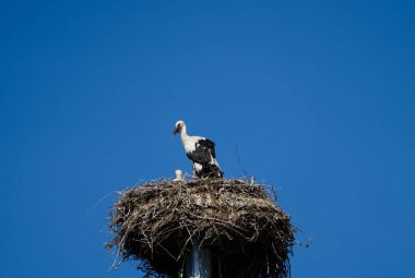 Mavi gökyüzü arka planında beyaz leylek yuvasının dikey alçak açılı görüntüsü.