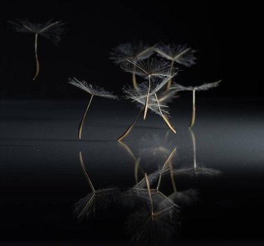 Beyaz tüylü Batı Salsify (Tragopogon dubius) tohumları siyah arka planda izole edilmiştir