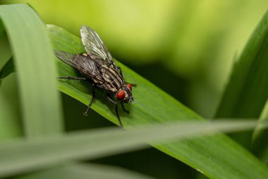 Yaprağın üzerindeki sineğin makro görüntüsü.