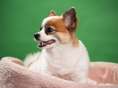 Pomeranian Spitz 'in sevimli pofuduk köpeğinin portresi. Yeşil arka planda yatan gülümseyen küçük bir köpek. Metin için alanı kopyala.
