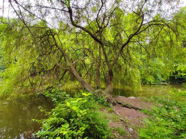 Göl kenarındaki güzel bir ormanın alçak açılı manzarası.