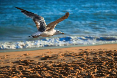 Sahilde uçan bir martı.