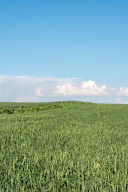Bulutlu mavi gökyüzünün altındaki buğday tarlasının dikey görüntüsü.