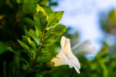 Vahşi İrlanda çiçekleri Bir portre ile çekilen