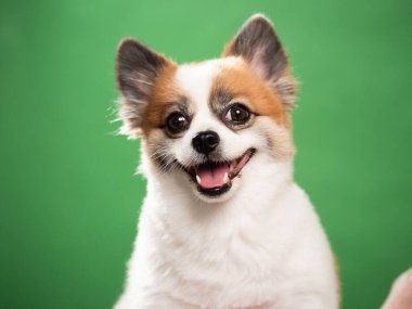 Pomeranian Spitz 'in sevimli pofuduk köpeğinin portresi. Yeşil arka planda yatan gülümseyen küçük bir köpek. Metin için alanı kopyala.