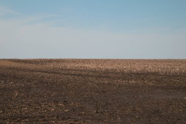 Mısırdan ya da soyadan önce bir tarla, mavi gökyüzüne karşı.