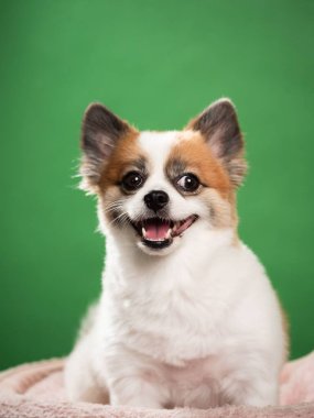 Pomeranian Spitz 'in sevimli pofuduk köpeğinin portresi. Yeşil arka planda yatan gülümseyen küçük bir köpek. Metin için alanı kopyala.