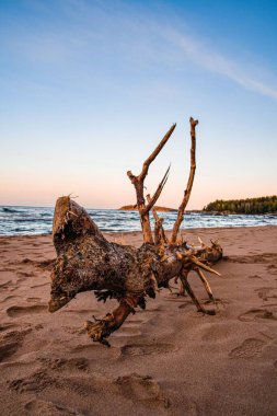 Kumsalda kumların üzerinde eski bir ağaç dikey bir yakın plan.