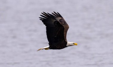 Suyun üzerinde uçan kel kartalın güzel manzarası