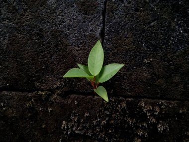 Duvarın kenarlarında yetişen bir bitki.
