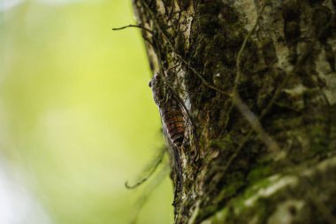 Bir ağaç üzerinde bir ağustosböceği, yakın çekim