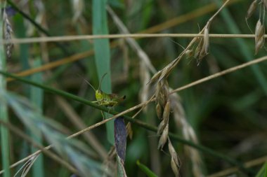 Pseudochorthippus Parallelus 'un dikey yakın çekimi, çayır çekirgesi.