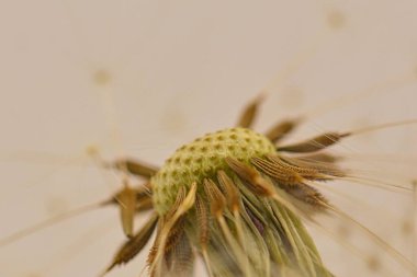 Ormanda büyüyen bir karahindibanın makro çekimi.