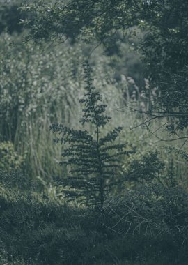 Yeşil çayırdaki küçük ladin dikey çekimi..