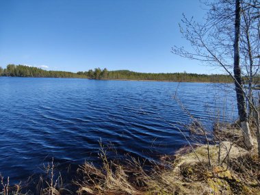 Mavi gökyüzünün altında sakin bir göl ve orman manzarası.