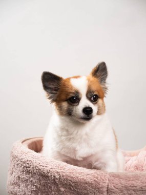 Pomeranian Spitz 'in sevimli pofuduk köpeğinin portresi. Beyaz arka planda yatan gülümseyen küçük bir köpek. Metin için alanı kopyala.