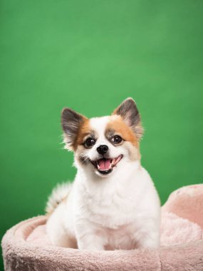 Pomeranian Spitz 'in sevimli pofuduk köpeğinin portresi. Yeşil arka planda yatan gülümseyen küçük bir köpek. Metin için alanı kopyala.