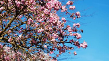 Brienz Gölü 'ndeki ağaçtaki arılar. Turkuaz sakin su, majectik alpler.