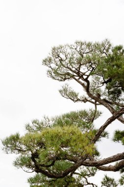 Bulutlu gökyüzüne karşı Japon çam ağacı