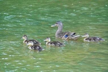 Anne ördeğin suda ördek yavrusuyla yakın plan fotoğrafı.