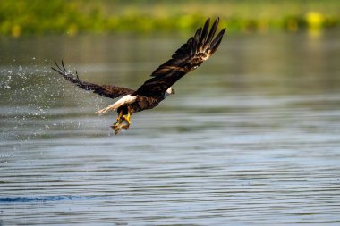 Güneşli bir günde sakin bir gölün üzerinde uçan görkemli bir kel kartal kanatlarının etrafına su sıçrıyor.