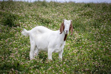 Almanya 'da otlakta tatlı bir keçi
