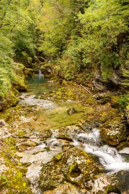 Kayalar ve yeşil bitki örtüsüyle çevrili nehrin dikey görüntüsü. Vintgar, Slovenya.