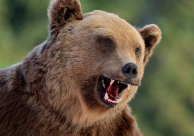 Doldurulmuş bir ayının kafasının yakın çekimi.