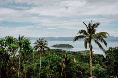 Romblon, Filipinler 'deki Bon Bon plajında palmiye ağaçları olan büyüleyici bir orman manzarası