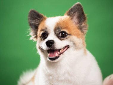 Pomeranian Spitz 'in sevimli pofuduk köpeğinin portresi. Yeşil arka planda yatan gülümseyen küçük bir köpek. Metin için alanı kopyala.