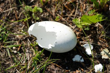 Yerde yumurtadan çıkan yumurtanın yakın plan çekimi.