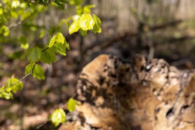 Küçük bir Danimarka ormanında bahar
